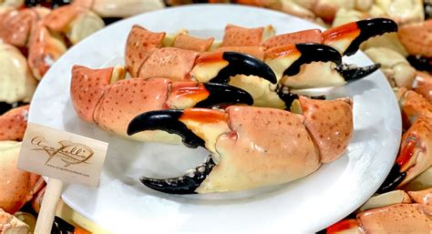 mini digger stone crab|florida stone crab food.